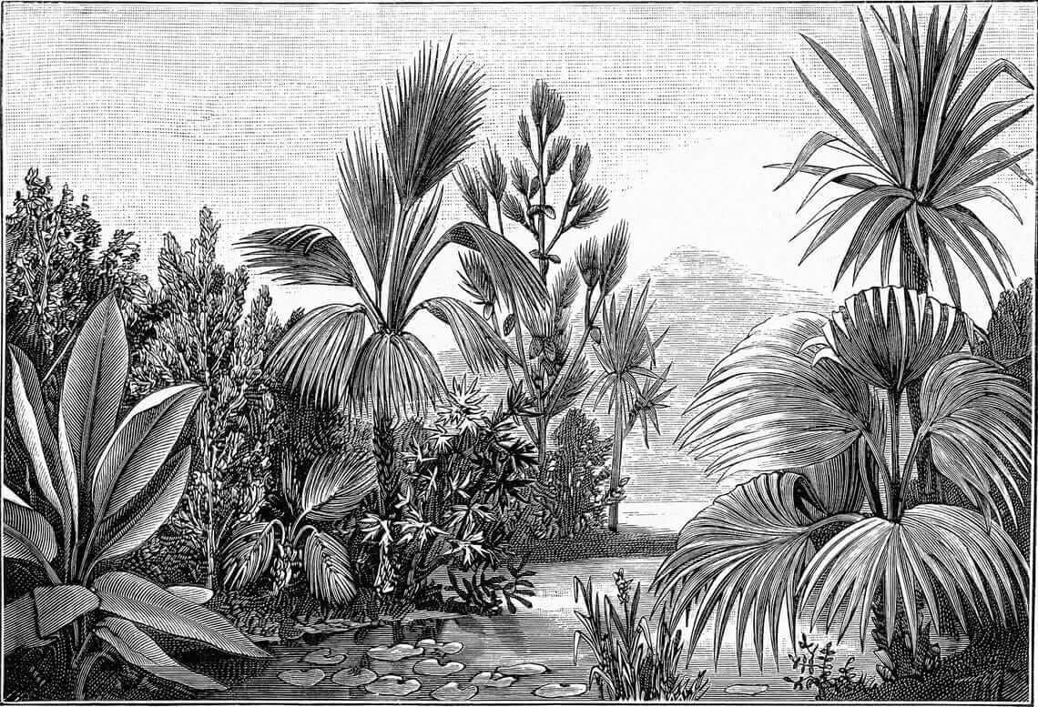 Jardim tropical em cinzento — design completo