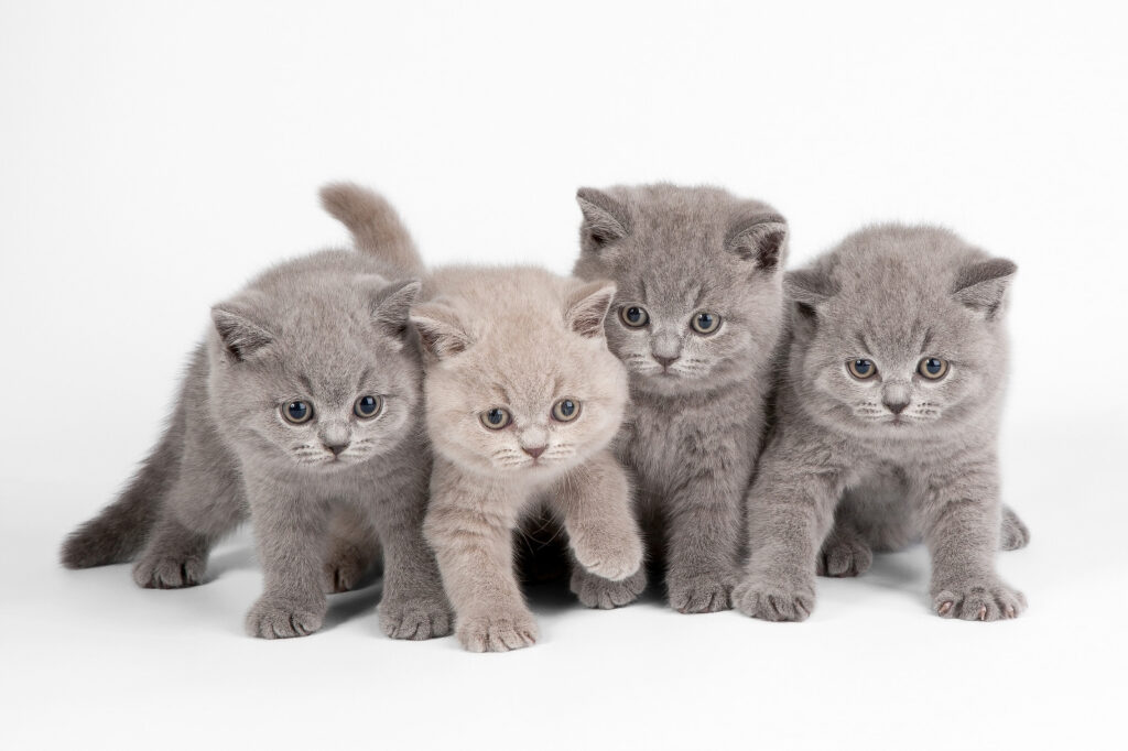 Quatro gatinhos curiosos — design completo
