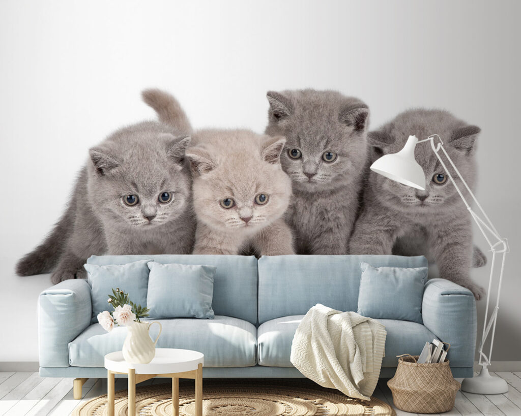Quatro gatinhos curiosos num interior