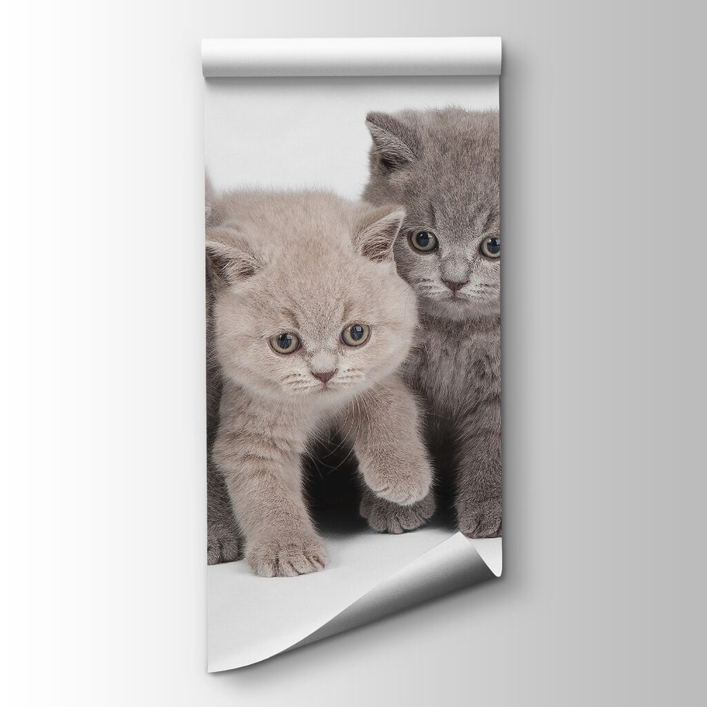 Quatro gatinhos curiosos — vista do produto