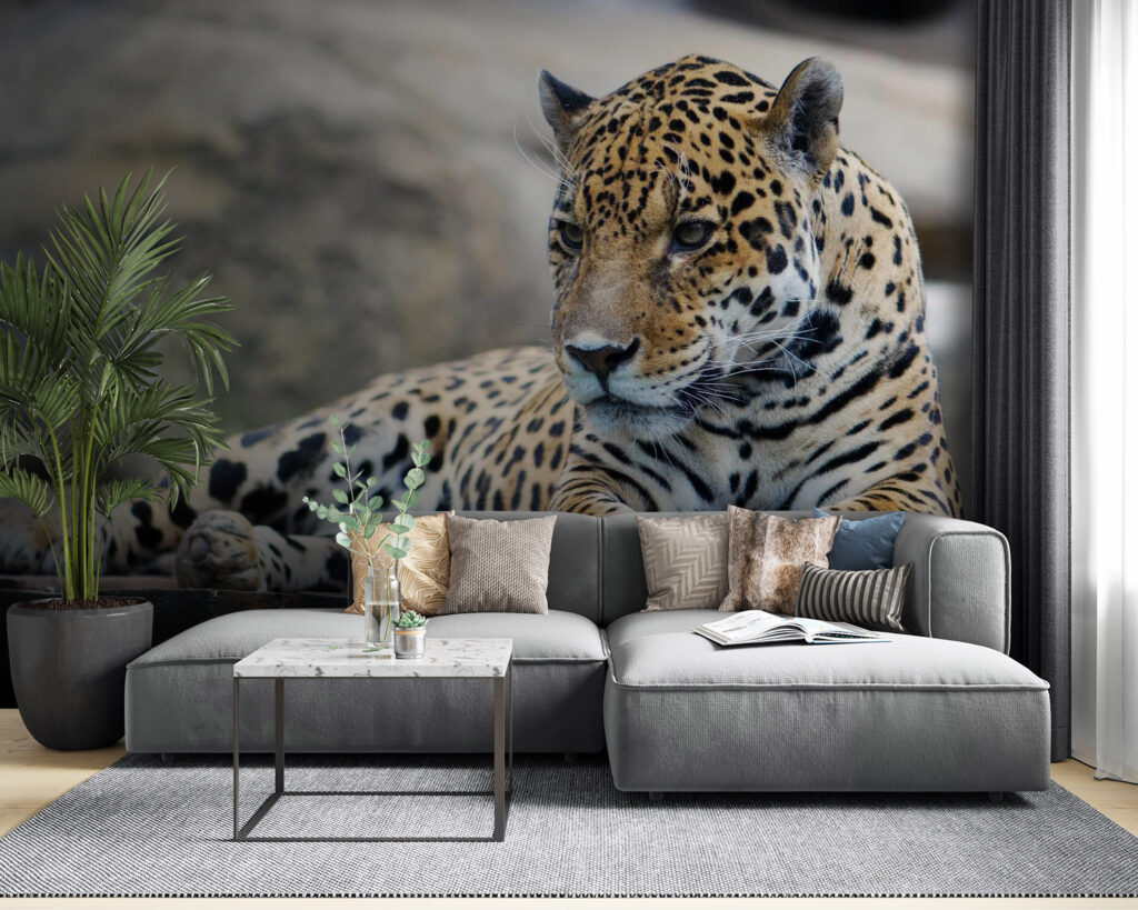 Felino malhado sobre rocha — interior 3