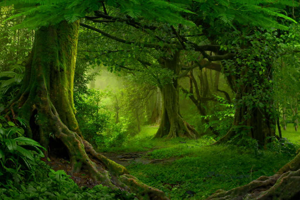 Bosque verde com raízes — design completo