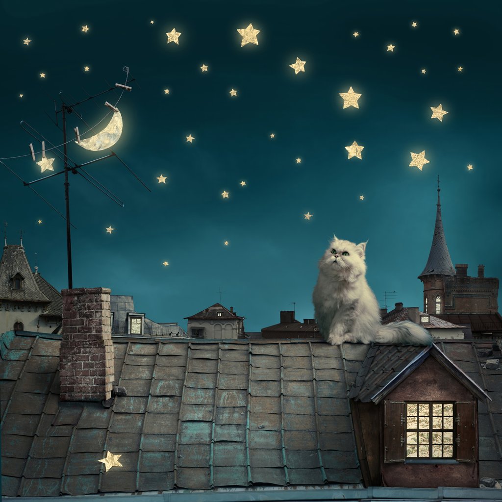 Gato entre estrelas — design completo