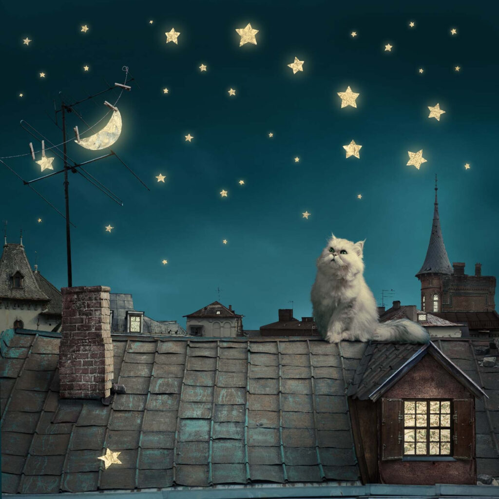 Gato entre estrelas — design completo