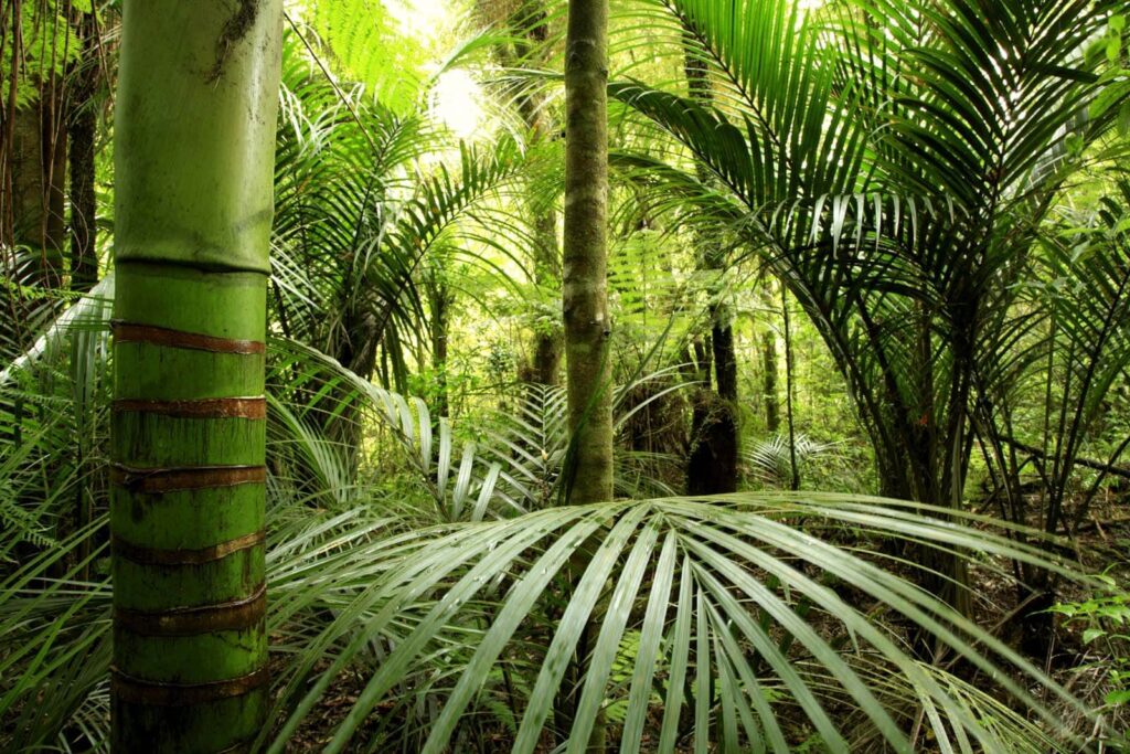 Floresta tropical verde-escura — design completo