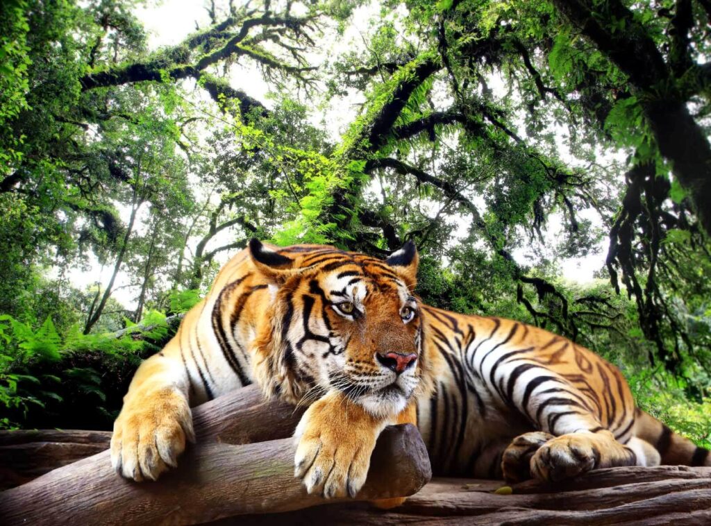 Tigre a descansar — design completo