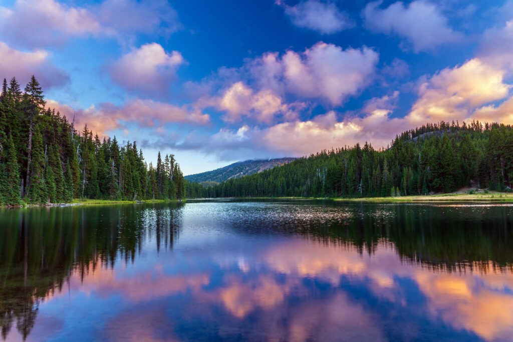 Floresta refletida no lago — design completo