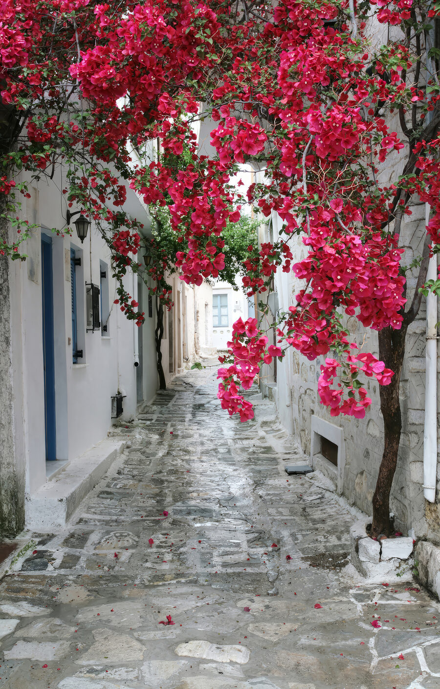 Rua de flores vermelhas — design completo