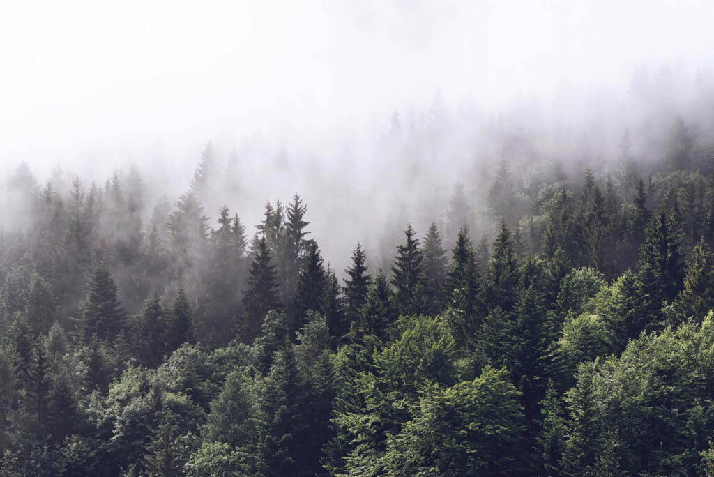 Névoa sobre o bosque — design completo