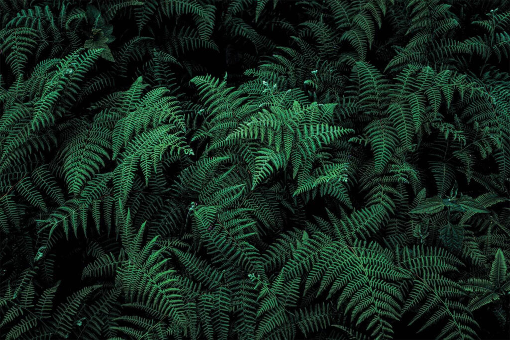 Fetos verdes na sombra — design completo