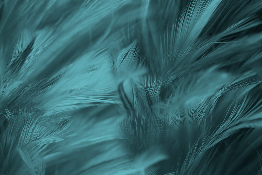 Penas turquesa em movimento — design completo