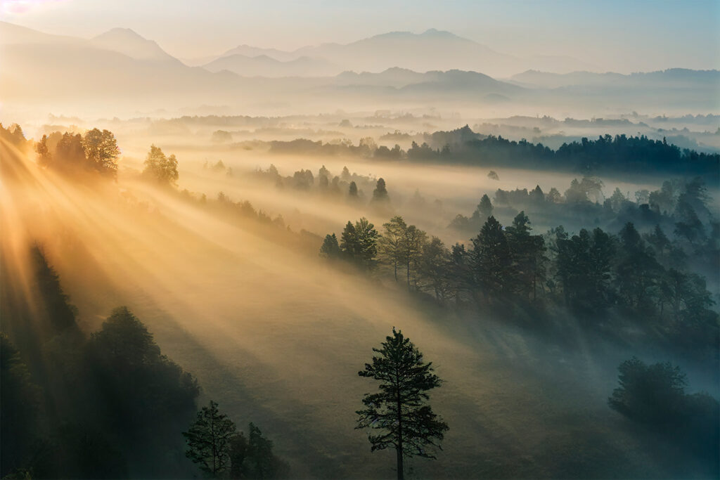 Sol sobre bosque — design completo