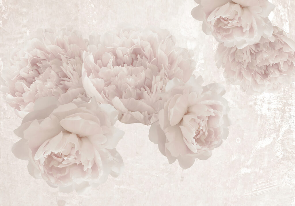 Rosas em luz difusa — design completo