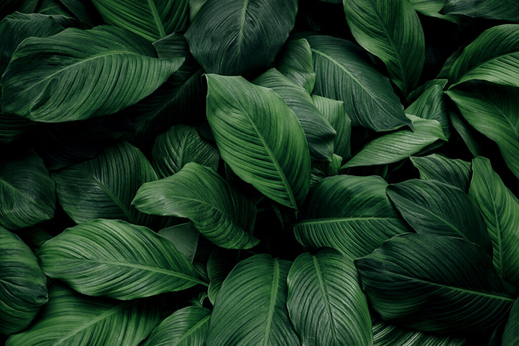 Folhas escuras na sombra — design completo