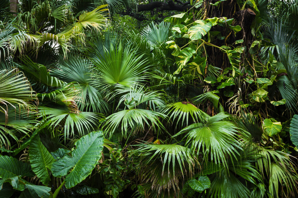 Cascata de folhagem tropical — design completo