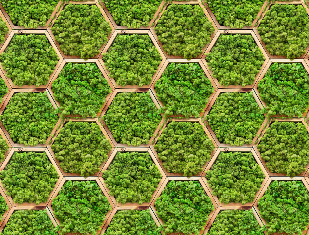 Musgo em hexágonos — design completo