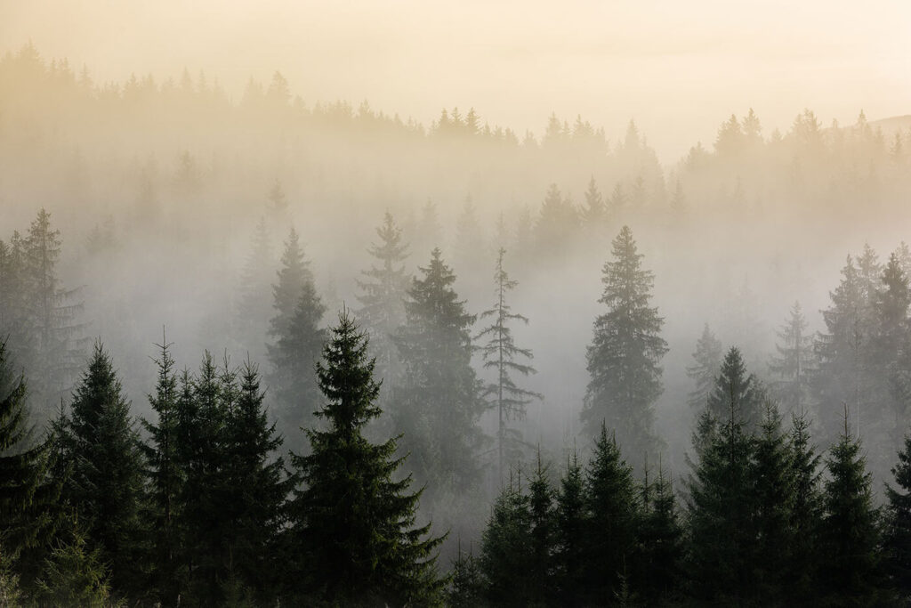 Bosque sob luz quente — design completo