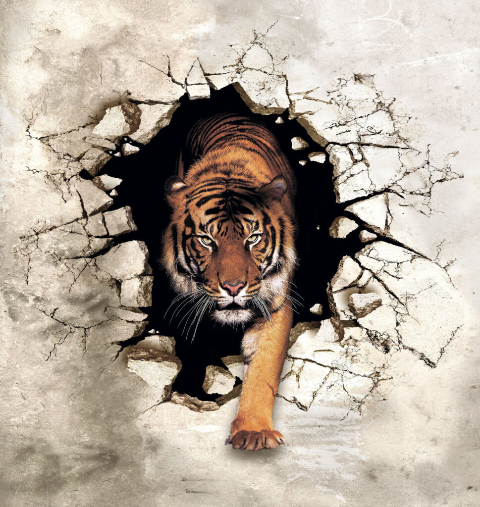 Tigre através da parede — design completo