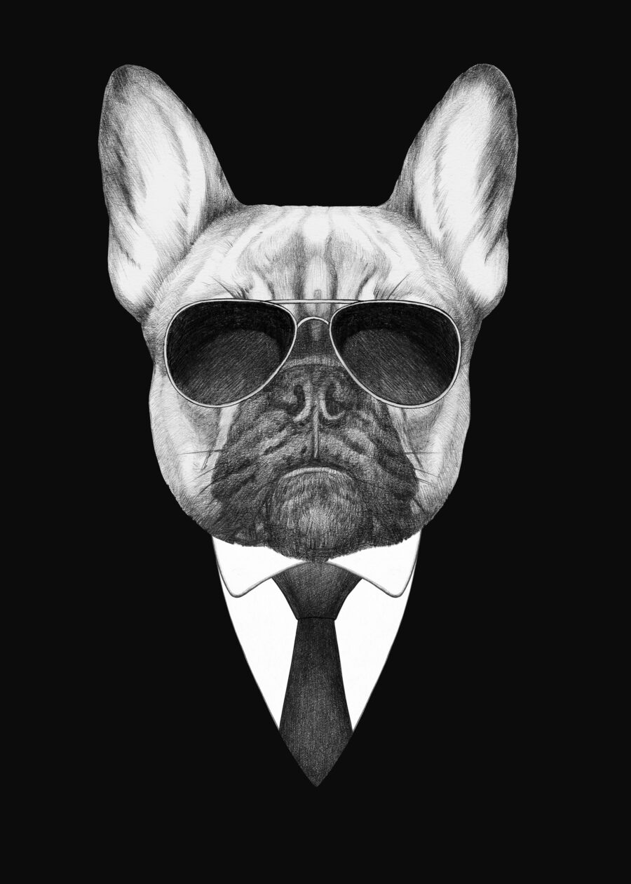 Buldogue de fato — design completo