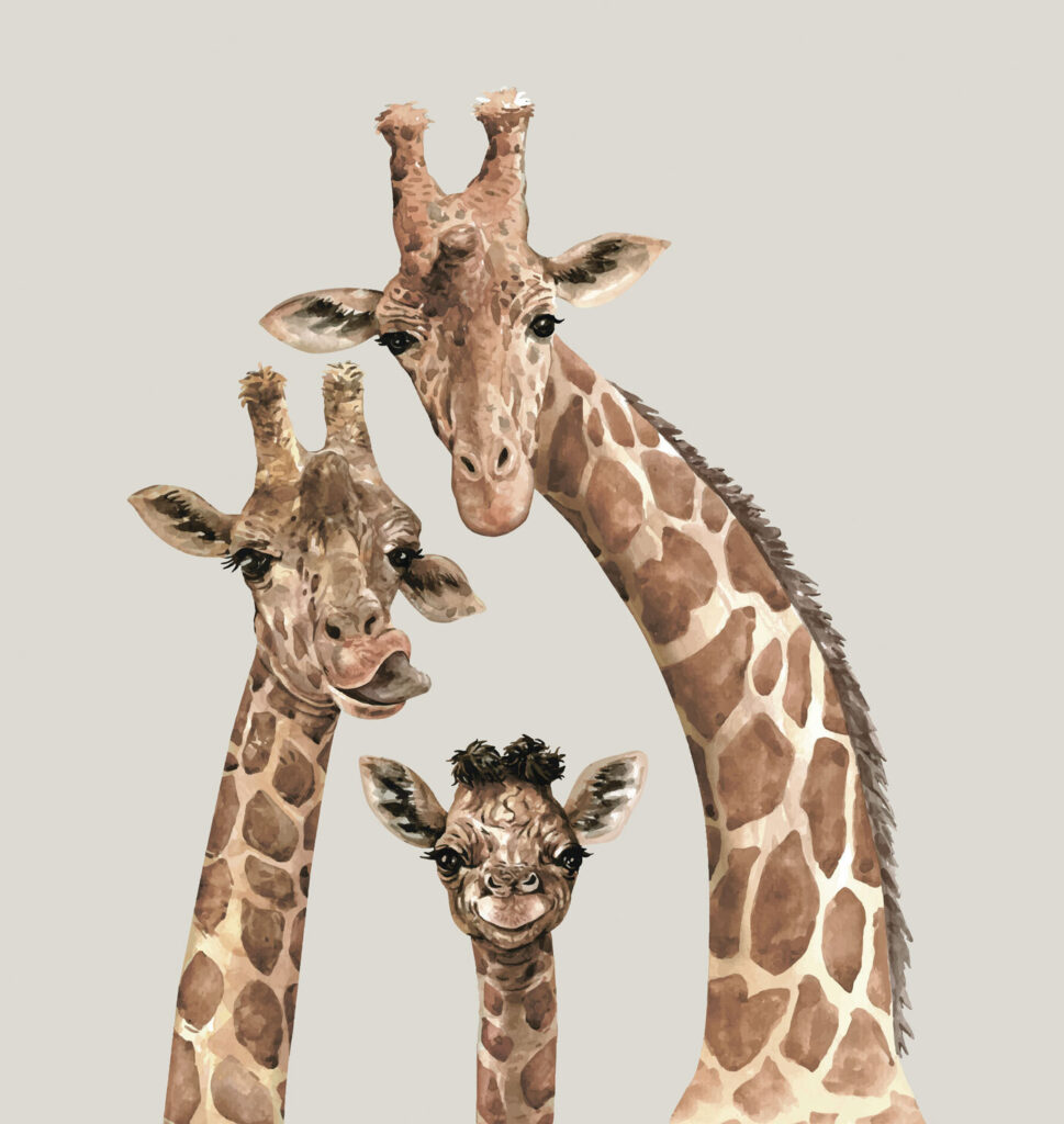 Três girafas a observar — design completo