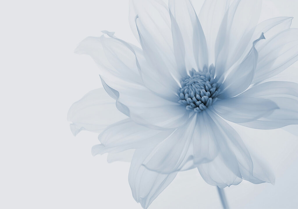Uma flor luminosa — design completo