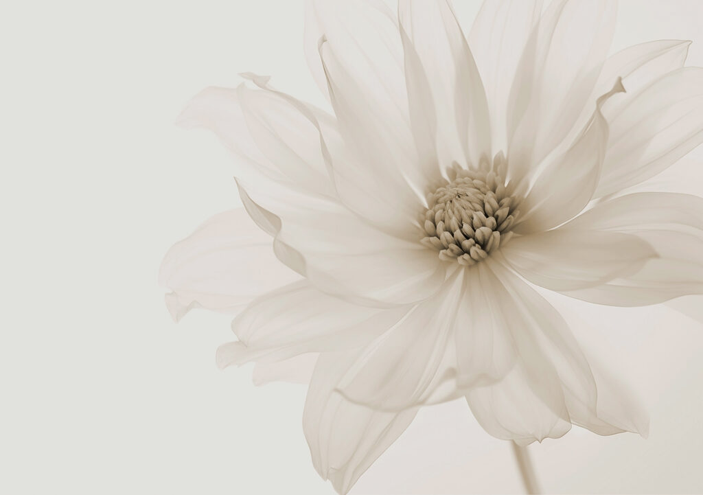 Uma flor luminosa — design completo
