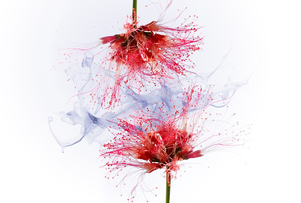 Flores em salpicos — design completo